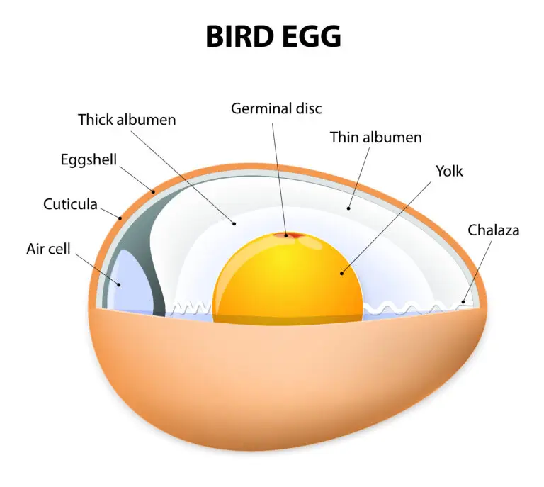 Cross-sectional diagram of a bird egg labeling various components, including the yolk at the center, surrounded by thin and thick albumen, chalaza, air cell, and eggshell.