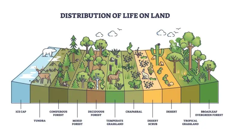 Cross-sectional diagram showing the distribution of different terrestrial ecosystems on land, from an ice cap and tundra to broadleaf evergreen forest. Each ecosystem is represented with characteristic flora and fauna, like a polar bear on the ice cap and a deer in the coniferous forest.