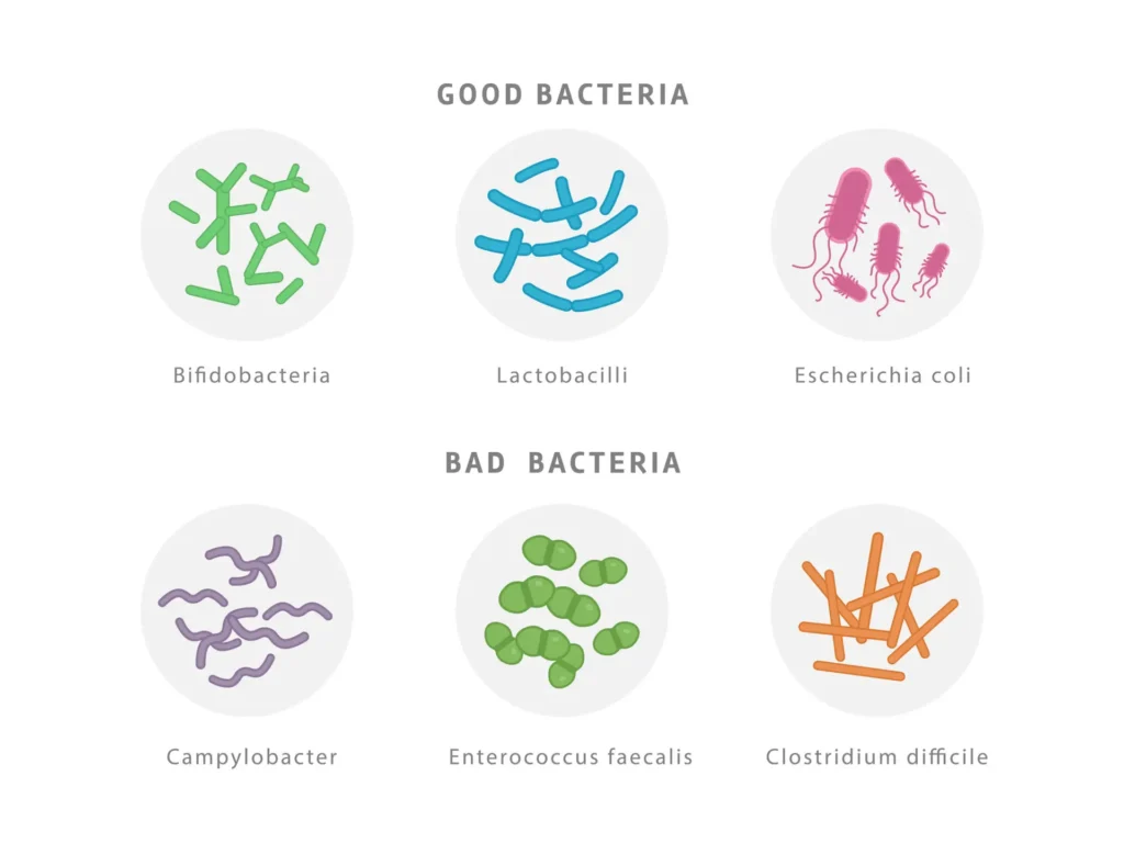 An illustration showing both good and bad bacteria. The good bacteria include Bifidobacteria, Lactobacilli, and Escherichia coli, while the bad bacteria include Campylobacter, Enterococcus faecalis, and Clostridium difficile.