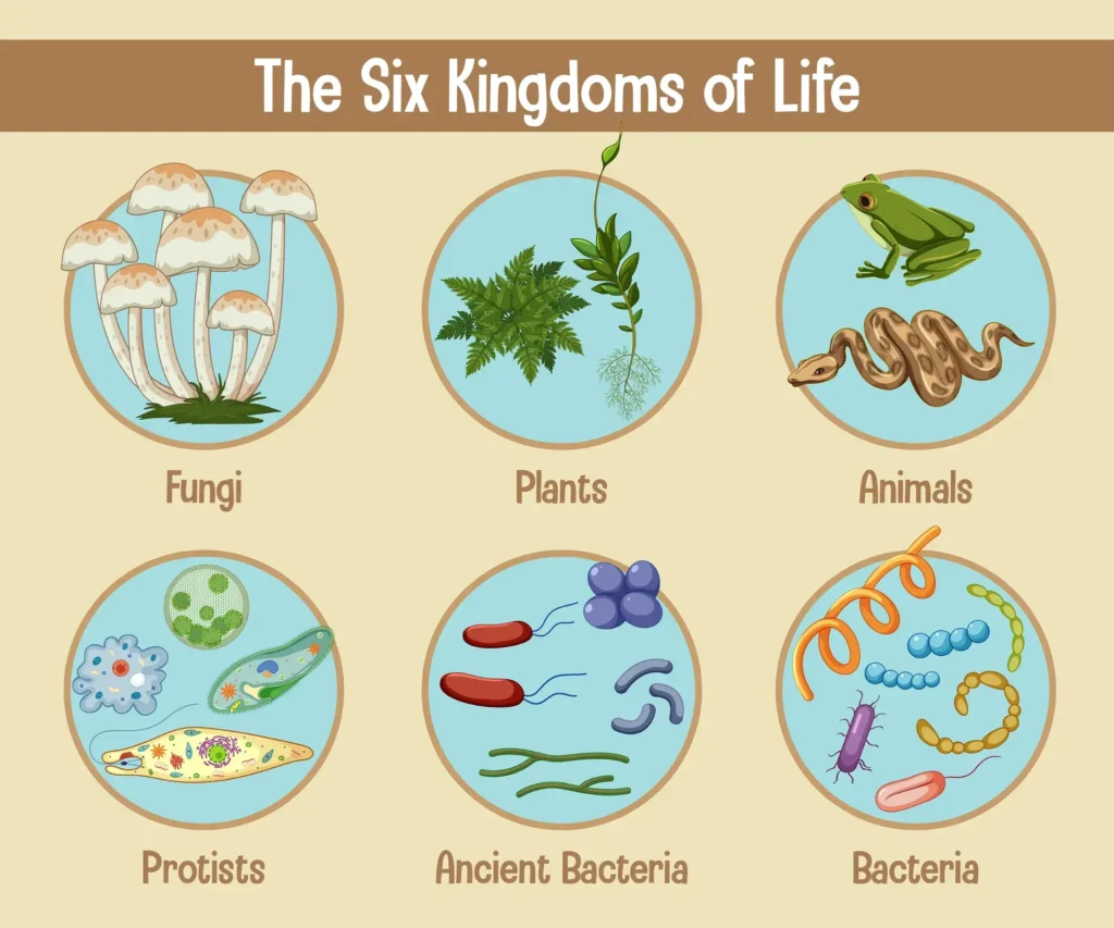 An illustration representing the six kingdoms of life: fungi, plants, animals, protists, ancient bacteria, and bacteria, each shown with distinct examples.