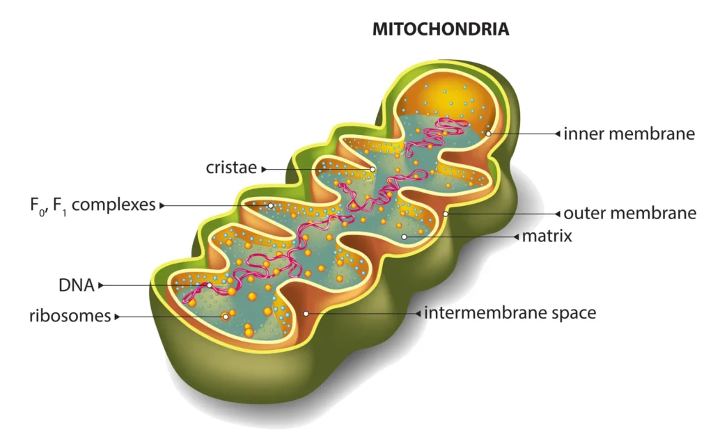 A detailed diagram of a mitochondrion, highlighting key structures such as the inner and outer membranes, cristae, matrix, intermembrane space, DNA, ribosomes, and F₀F₁ complexes.