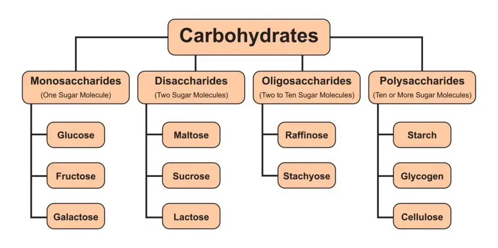 A diagram showing the classification of carbohydrates into monosaccharides, disaccharides, oligosaccharides, and polysaccharides, with examples like glucose, sucrose, raffinose, and starch.