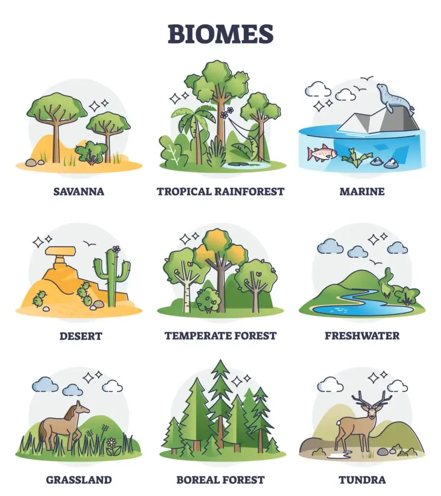 Illustrated diagram showcasing various biomes: savanna, tropical rainforest, marine, desert, temperate forest, freshwater, grassland, boreal forest, and tundra, each depicted with representative flora and fauna.