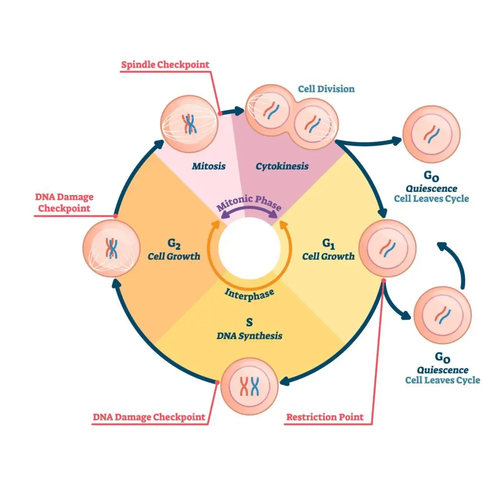 Diagram illustrating the stages of the cell cycle, including interphase and mitotic phases with checkpoints for DNA damage and spindle alignment.