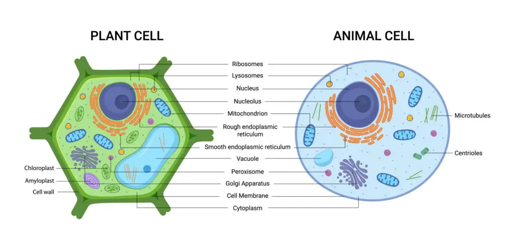 Illustration comparing plant and animal cells, showing labeled organelles unique to each type, including chloroplasts and cell walls in plant cells and centrioles and microtubules in animal cells.