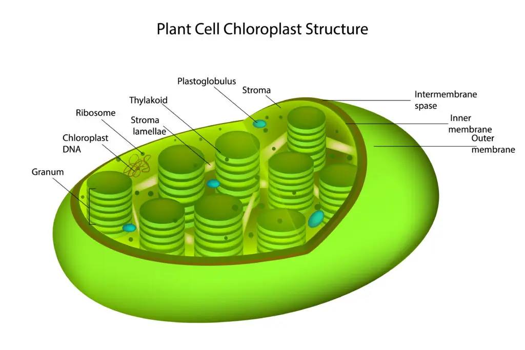 Diagram of a chloroplast showing its internal structures, including grana, thylakoid, stroma, inner and outer membranes, and chloroplast DNA.