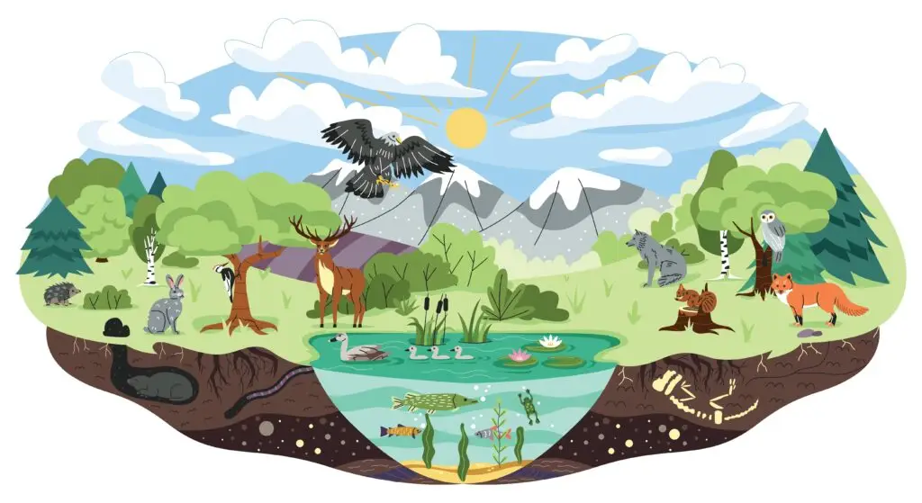 An illustrated ecosystem scene showing various animals, plants, water sources, and underground elements, representing a balanced natural environment.