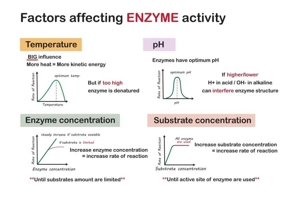 Infographic on factors affecting enzyme activity, including temperature, pH, enzyme concentration, and substrate concentration.