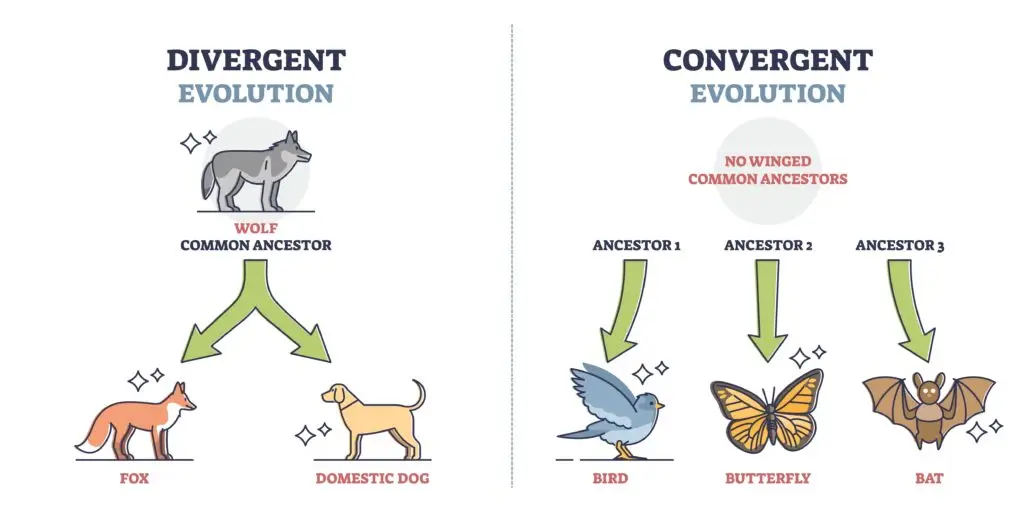 Illustration comparing divergent and convergent evolution with examples of a wolf as a common ancestor for foxes and dogs (divergent) and unrelated ancestors for birds, butterflies, and bats (convergent).