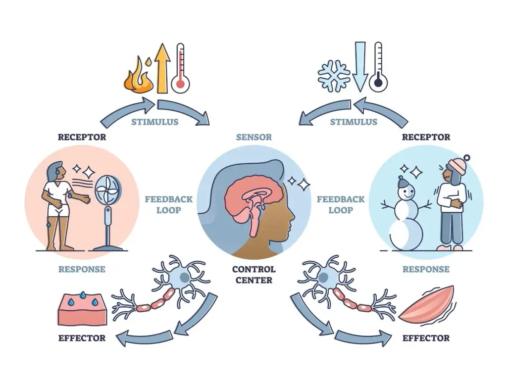 Diagram illustrating the process of homeostasis, showing how the body maintains stable internal conditions in response to temperature changes. It includes receptors, sensors, control centers, effectors, and responses for both hot and cold stimuli.