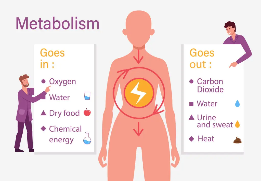 Illustration of metabolism showing inputs and outputs. Inputs include oxygen, water, dry food, and chemical energy, while outputs are carbon dioxide, water, urine and sweat, and heat.