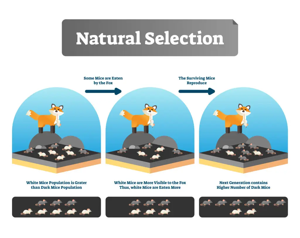 Illustration of natural selection, showing a fox preying on white and dark-colored mice over several generations, leading to an increased population of dark-colored mice.