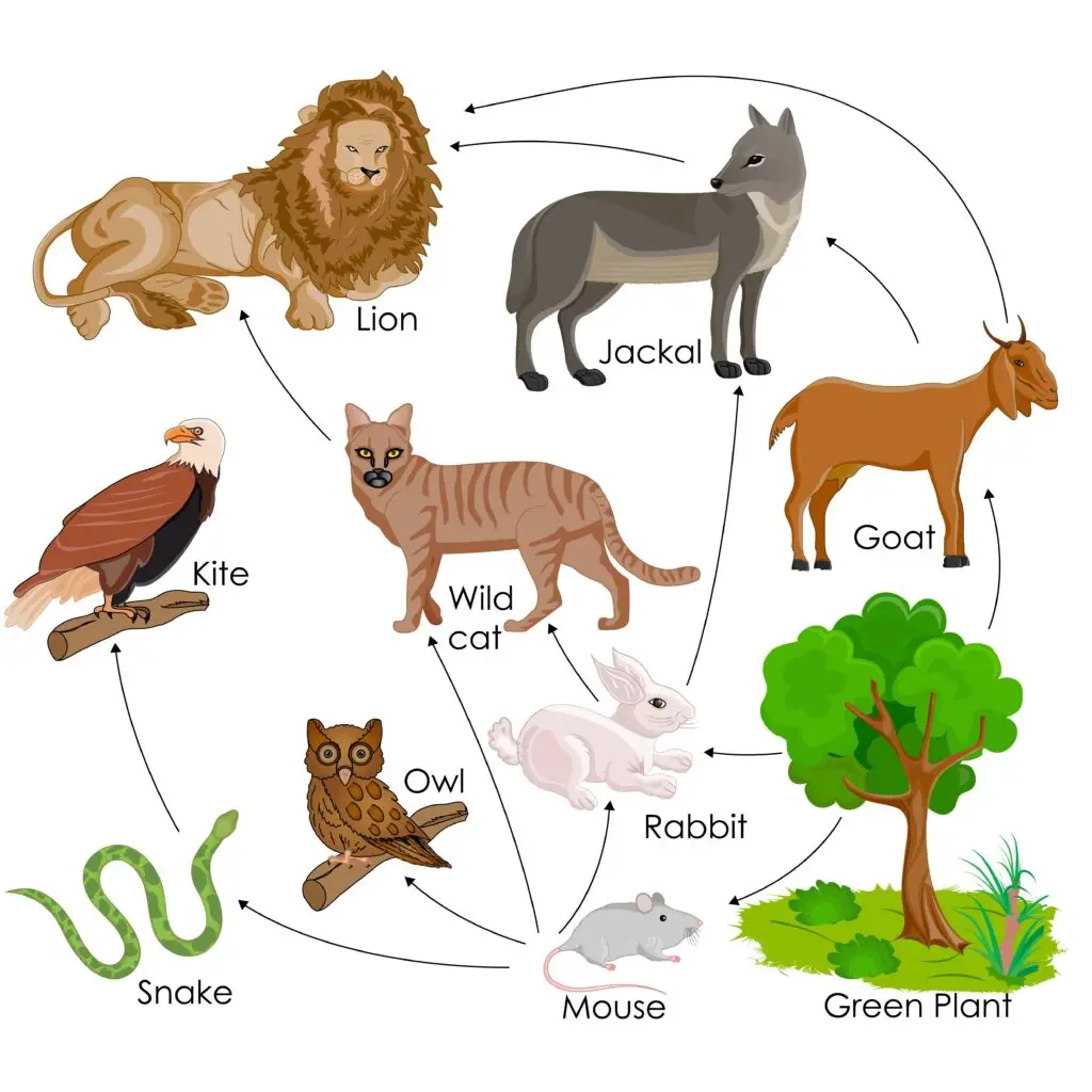 A food web illustrating the ecological niche of various animals, including a lion, jackal, wildcat, kite, owl, snake, rabbit, goat, mouse, and green plant.