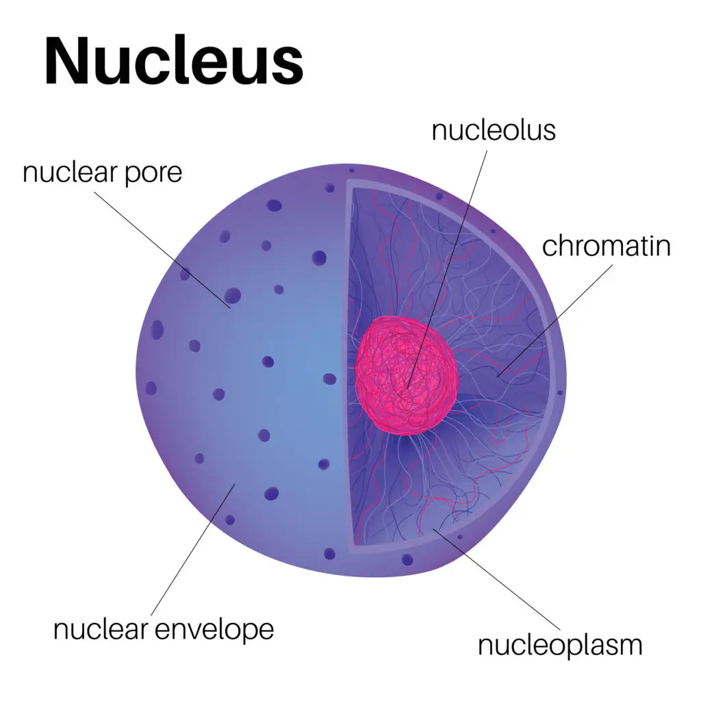 Diagram of a cell nucleus showing labeled parts, including the nuclear pore, nuclear envelope, nucleolus, chromatin, and nucleoplasm.