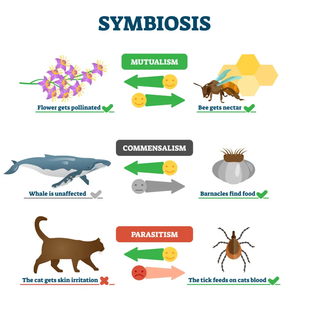 Illustration of three types of symbiosis: mutualism, commensalism, and parasitism, with examples showing relationships between different organisms.