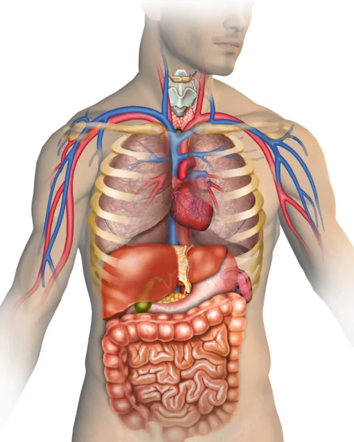 An image of a human figure showing the anatomy of internal organs and systems of the human body.