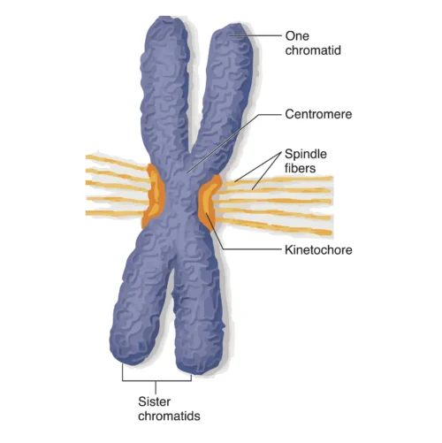 Diagram showing a chromosome with labeled parts, including one chromatid, the centromere, spindle fibers, kinetochore, and sister chromatids.