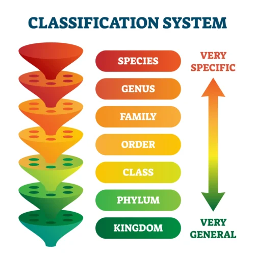 An infographic of the biological classification system displaying hierarchical levels from kingdom to species.