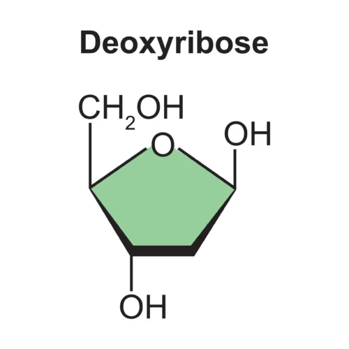 Illustration of the deoxyribose molecule structure, with a pentagon representing the sugar ring labeled with the molecular formulae of each group: CH₂OH, O, OH, H, and OH attached to each corner.